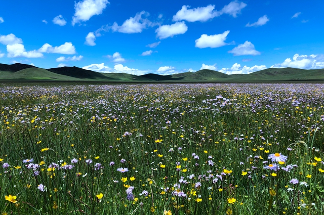 wildflower china